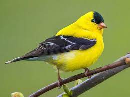 Goosey Fibers Goldfinch Yarn